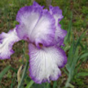 Meet your Posher, Angela aka angie